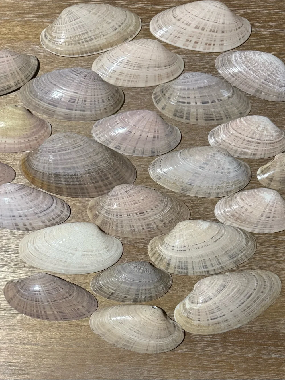 Lot of 23 Sunray Venus Clam Sea Shells Southwest Florida Sanibel 3”-5” Large